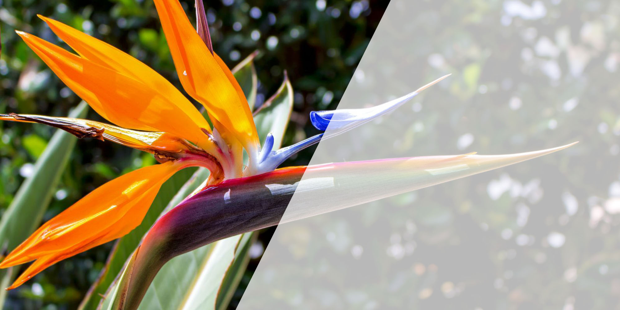 Inco Flower Indacos Florist Dulwich - Order Online or 020 8693 3332